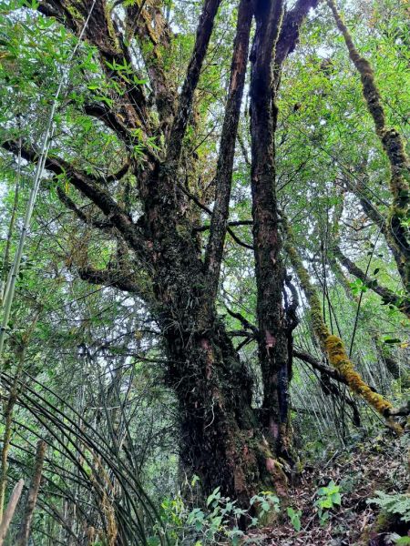 云南发现一株野生喜马拉雅红豆杉 初步评估树龄超千年