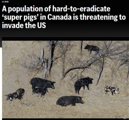 加拿大“超级猪”泛滥 可能“入侵”美国