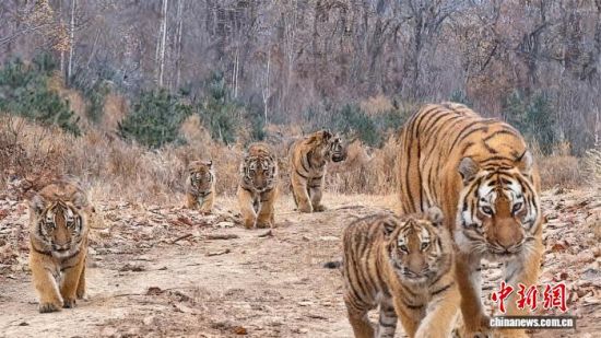 中国首次记录到“六虎同框” 一胎产五崽世界罕见