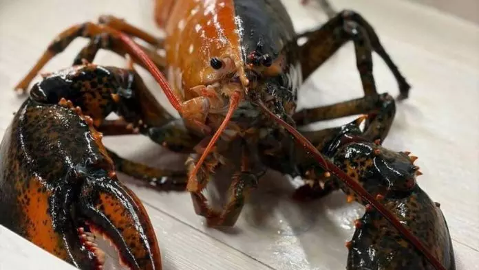 机率5千万分之1｜美渔船捕获“阴阳”双色龙虾 获捐水族馆展出