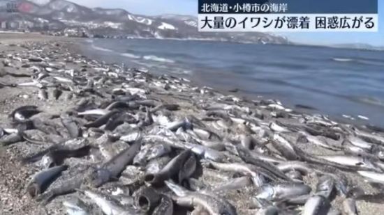 北海道沿岸漂浮大量死鱼 当地政府警告：不要接触！