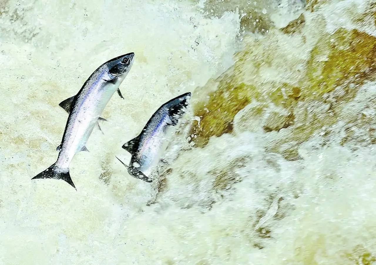 BC省第一民族希望效仿华盛顿 保护野生三文鱼