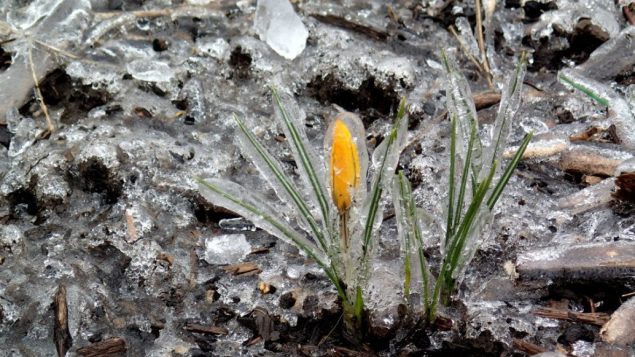 安大略省滑铁卢等地将面临 “严重冰暴”