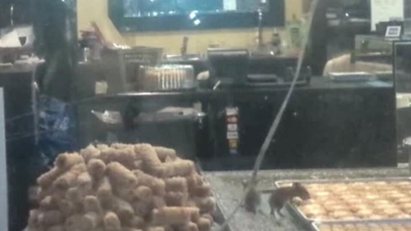 遭遇鼠患肿么办？加拿大专家支妙招 让你轻松应对