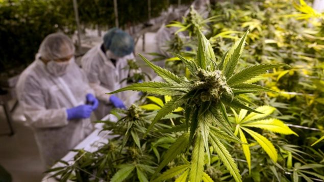 大麻也成黑色星期五的热销商品