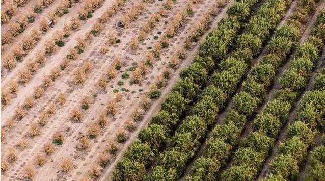 列治文要变大麻城？大片农地改工厂用来种大麻