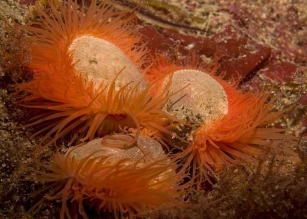 苏格兰宁静湖底 竟然躺着2.5亿只火焰贝