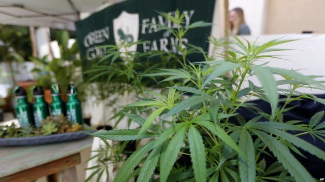 美司法部长宣战 取消对大麻合法州放松执法政策