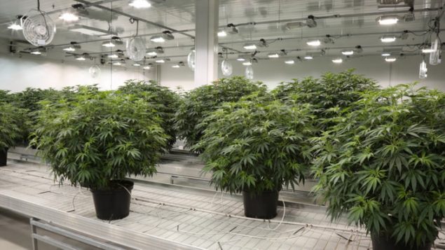 卡尔加里投资者：从投资石油转为投资大麻