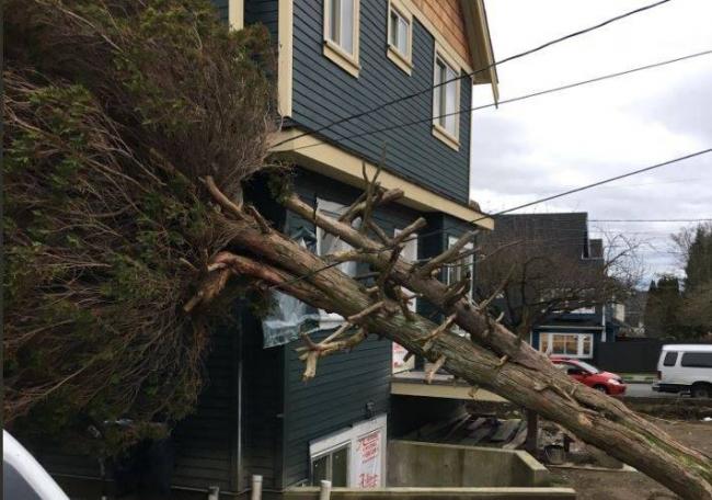 狂风蹂躏大温 树倒屋塌,7万户停电多人伤