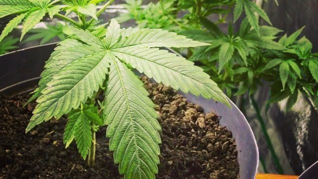 大麻合法化会引起房价下跌吗？