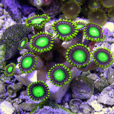 鱼缸中的这种珊瑚将加拿大一家人送进了医院