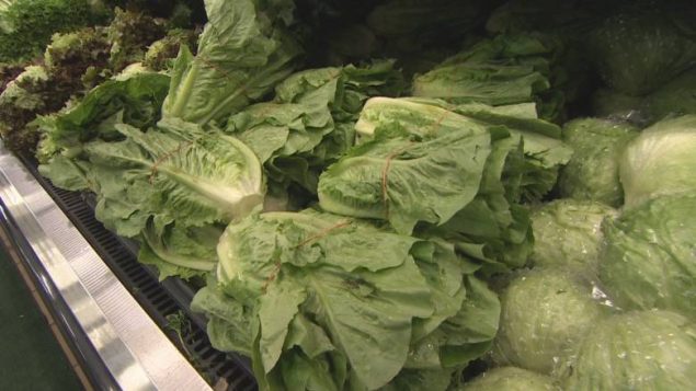 罗马生菜又让 6 名加拿大人生病