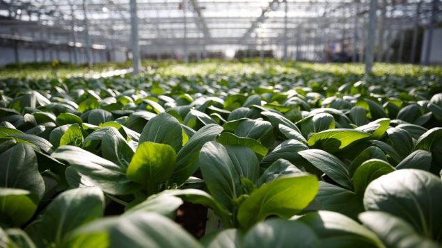 用APP捉虫的技术控菜农：菜卖你之前没进过冰箱