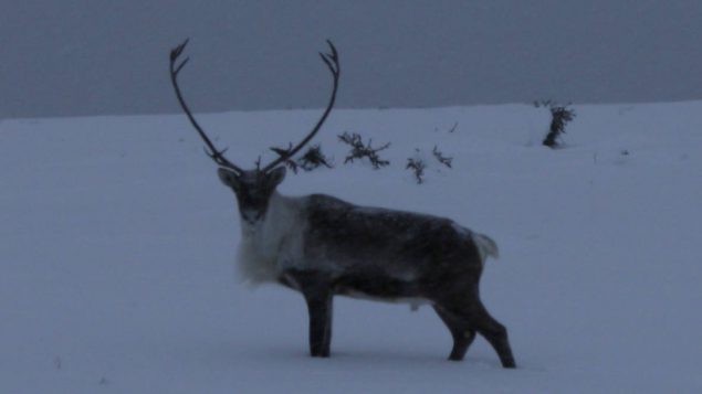 加拿大反对美国在阿拉斯加钻探石油