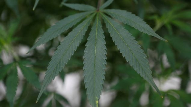 蒙特利尔的首批 4 个大麻店将都设在地铁站附近