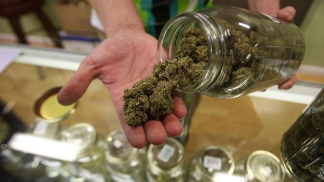 卡尔加里市开始接受种大麻申请