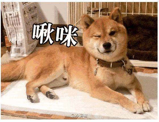 治愈小能手 这个APP竟可以随便吸邻居家的狗子了