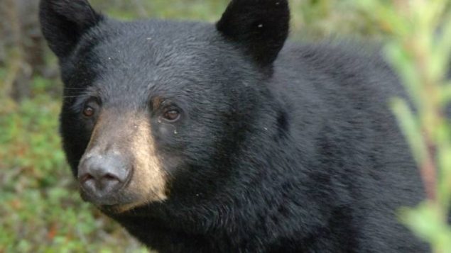 BC 省露营者夜里醒来，发现对着一头黑熊