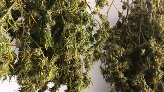 加拿大参院今晚决定大麻法案命运