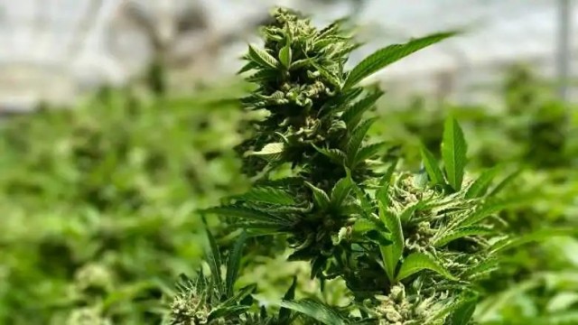 加拿大参议院通过法案取消娱乐性大麻禁令 但大麻合法化仍需审议