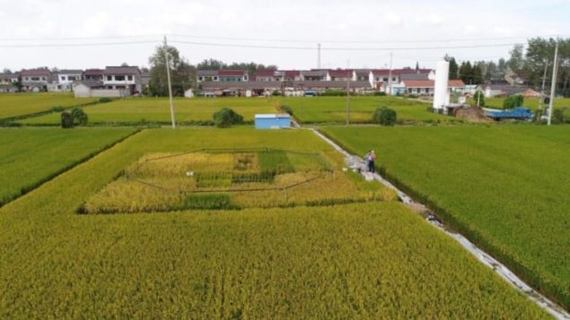 持续上升的温室气体正在降低鱼类和植物的营养成分