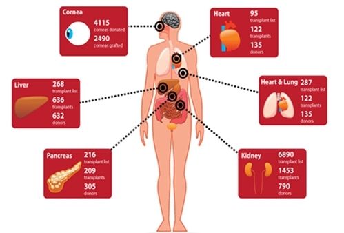 器官捐献“心坎”难跨越 我们该如何科学看待器官捐献