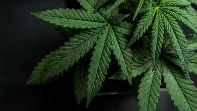 加拿大哪个省的人最爱吸大麻：新斯科舍、BC省最多，魁北克省最少