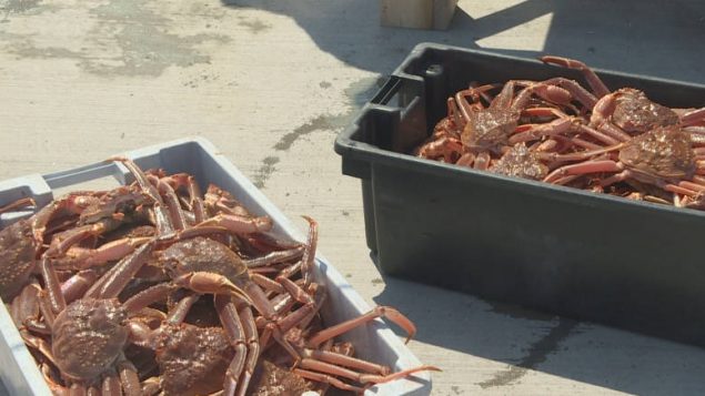 加拿大为保护鲸鱼关闭捕捞区，渔民叫苦