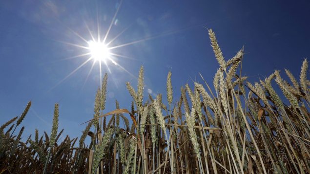 继日本之后，韩国也暂停进口加拿大小麦和面粉