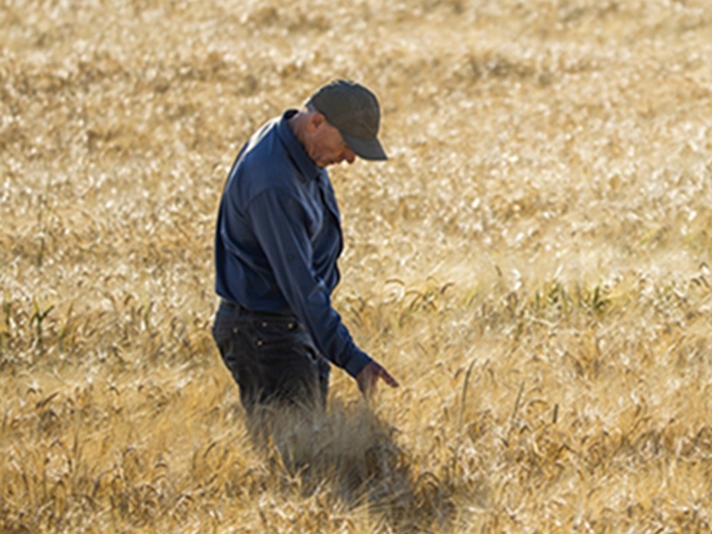 多国贸易代表团关键时刻取消访美 美农民遭沉重一击