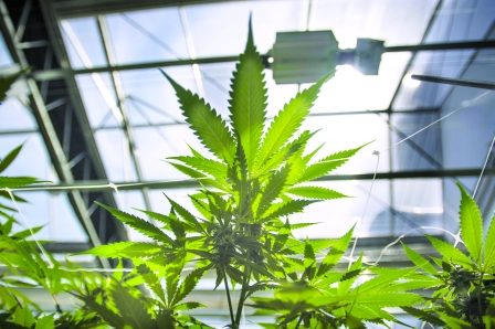 加拿大540万国民料花10亿元 购合法大麻