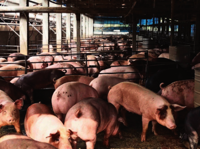 贸易战：中国出奇招制美 4亿头猪被强迫“节食”