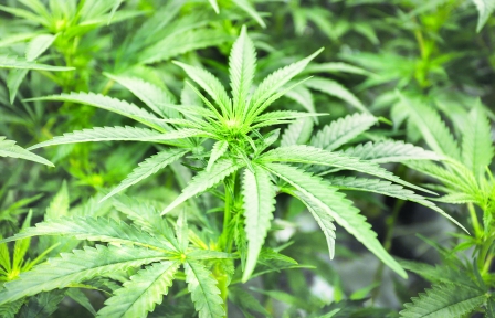 大麻基因改造创新产品，美加公司纷纷涌入