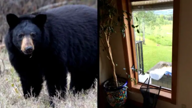 温哥华住户惊魂：夜里睡着觉，黑熊进了屋