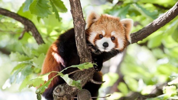 小熊猫在网上非常受欢迎，但野生数量只剩不到2,500只。
