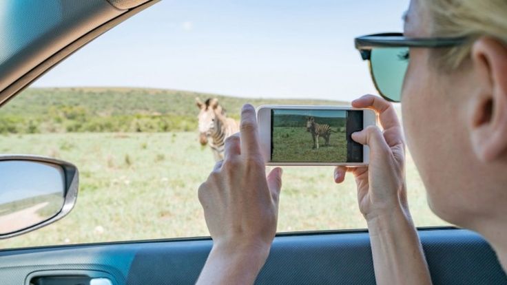 尽管许多物种被列为易危物种，但互联网用户仍表示有兴趣将它们养来当宠物。