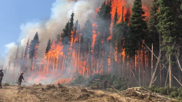 野生动物也是森林火灾的牺牲品