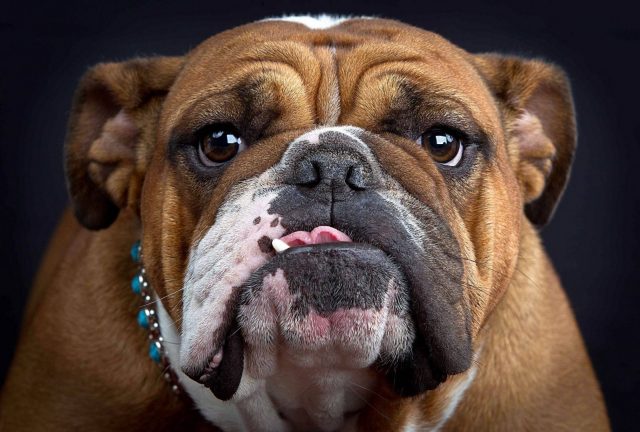 加拿大女子在家被自己的狗咬死