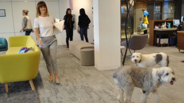 新潮流？带宠物狗到办公室帮助减压