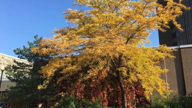 魁北克省的秋色来临——