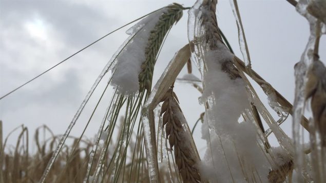 阿尔伯塔省：大雪导致收割推迟