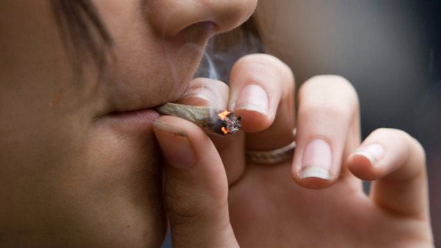 不少加拿大人承认曾在吸大麻后两小时内开车