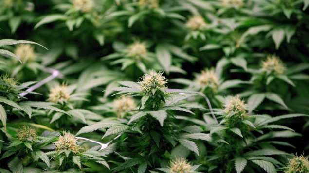 家庭非法种植售卖大麻多年 离婚时财产怎么分？