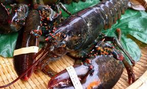 华人公司涉非法倒卖龙虾 价值数万元龙虾被查扣