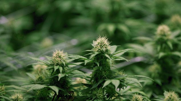 加拿大男子向美国贩运大麻被判刑 11 年