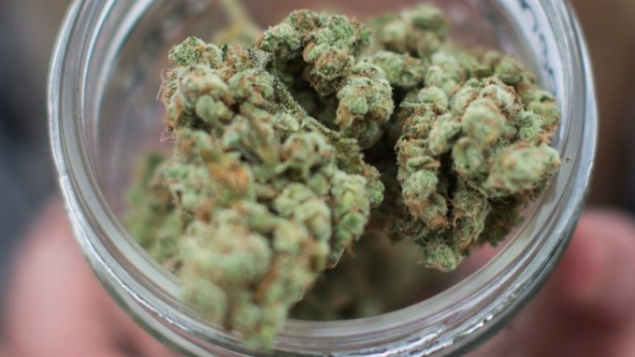 加拿大交通部：别带大麻乘国际航班