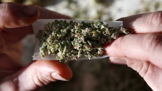 大麻合法化让加拿大举国参加大麻试验