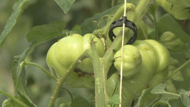 加拿大的农场劳动力短缺