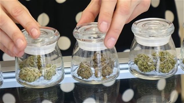 公共场所禁大麻与 “大麻咖啡馆”